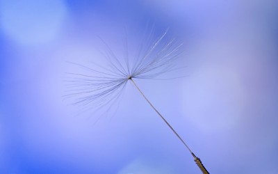 Reflections of an Artist: Fine Art Photography with a Splash of Prose (21) – Making Wishes
