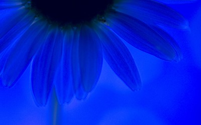 Reflections of an Artist: Fine Art Photography with a Splash of Prose (22) – Do You Dream in Color?