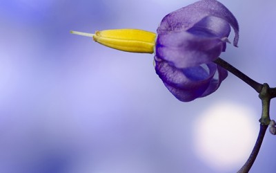 Reflections of an Artist: Fine Art Photography with a Splash of Prose (26) – Discovering the Deadly Nightshade