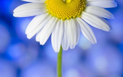 Reflections of an Artist: Fine Art Photography with a Splash of Prose (30) – Blue Behind the Scenes