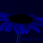 Daisy in Navy Blue