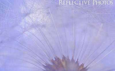 Reflections of an Artist: Fine Art Photography with a Splash of Prose (25) – A Purple Sky