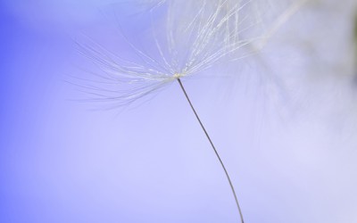 Reflections of an Artist: Fine Art Photography with a Splash of Prose (24) – Letting Go