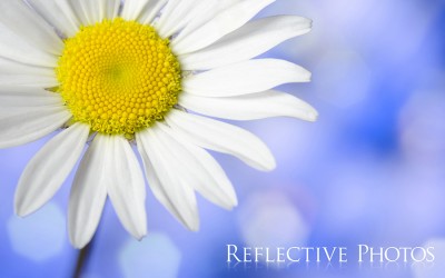 Reflections of an Artist: Fine Art Photography with a Splash of Prose (27) – Is Beauty Flawless?