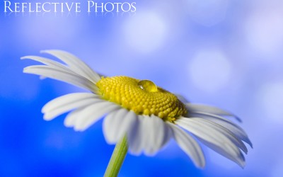 Reflections of an Artist: Fine Art Photography with a Splash of Prose (23) – A Brighter World