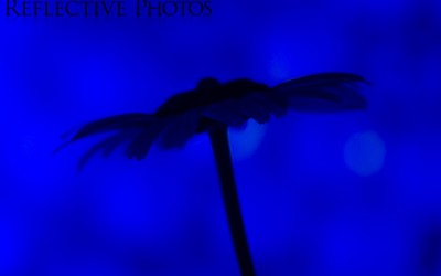 Reflections of an Artist: Fine Art Photography with a Splash of Prose (29) – Blue II