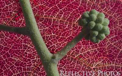 Reflections of an Artist: Fine Art Photography with a Splash of Prose (31) – Look Right Through Me