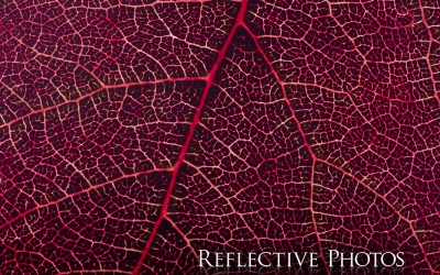 Reflections of an Artist: Fine Art Photography with a Splash of Prose (32) – Beautiful Decay