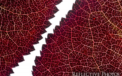 Reflections of an Artist: Fine Art Photography with a Splash of Prose (33) – The Dark Side of Fall