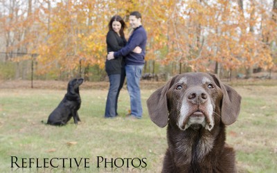 A Sneak Peek of Moose and Sadie: Dog Photography in Yorktown Heights NY