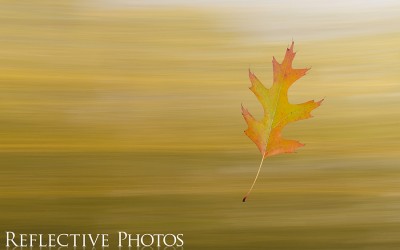 Reflections of an Artist: Fine Art Photography with a Splash of Prose (40) – In the Graveyard