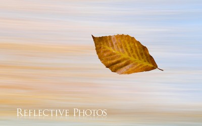Reflections of an Artist: Fine Art Photography with a Splash of Prose (42) – A Leaf is Like a Pixel
