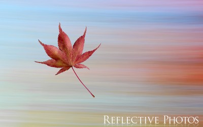 Reflections of an Artist: Fine Art Photography with a Splash of Prose (41) – Fall Spectrum