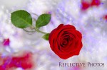 Rose to the Stars