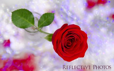 Reflections of an Artist: Fine Art Photography with a Splash of Prose (49) – Sparkling Sea in My Sink