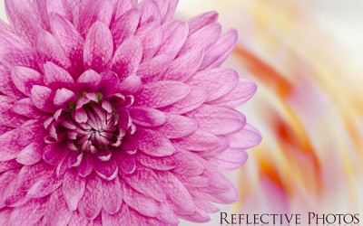 Reflections of an Artist: Fine Art Photography with a Splash of Prose (55) – Passion Whore