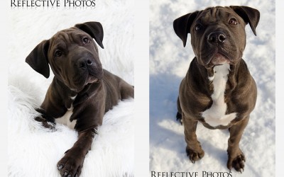 Luna’s Sneak Peek: Dog Photography in Peekskill NY