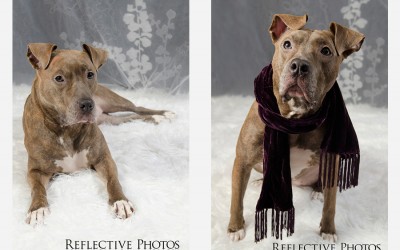Gracie’s Rescue Story