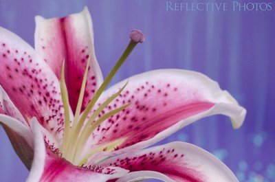 Star Fighter Lily Fights the Blues