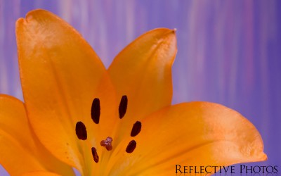 Reflections of an Artist: Fine Art Photography with a Splash of Prose (65) – Dreaming in the Rain