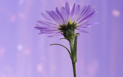 Reflections of an Artist: Fine Art Photography with a Splash of Prose (66) – Fizzling Fireworks