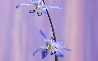 Reflections of an Artist: Fine Art Photography with a Splash of Prose (67) – Spring Sprung New Flowers