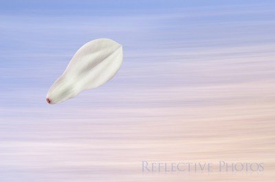 Magnolia Petal in the Breeze