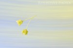 Sugar Maple Flowers Blow Away