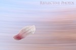 Odd Magnolia Petal