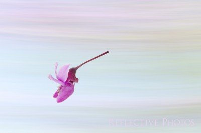 Spring Redbud Flower